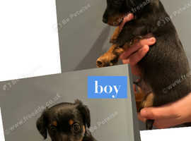 Puppies for sale
