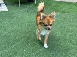 Beautiful long haired boy Chorkie for sale