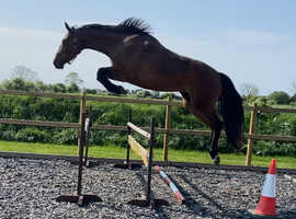 Seriously Talented Homebred