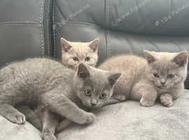 British Shorthair kittens Blue and Lilac