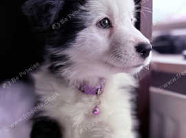 Border Collies 2 female