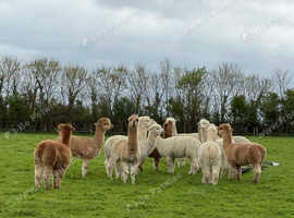 ALPACAS FOR SALE FANTASTIC BREEDING