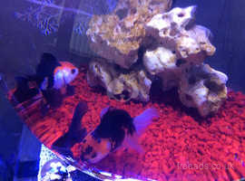 I have 3 stunning oranda tri colour cold water fish
