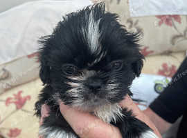 Lhasa apso Shih tzu