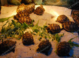 Hermans &turkish Spur Thigh Baby Tortoise For Sale in Evesham on ...