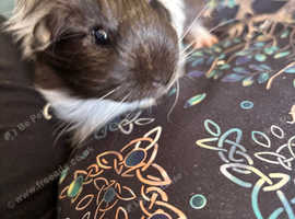 WANTED Long -haired baby girl guinea pig