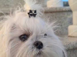Korean maltese boy
