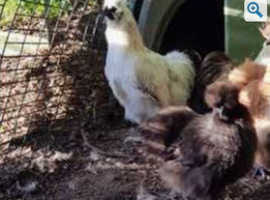 Silkie Bantam breeding Pair Coco breed.  Cock and Hen REDUCED FROM £35 TO £25