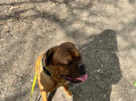 Dogue de Bordeaux looking for new home