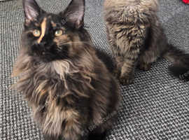 Stunning Maine Coon Kittens