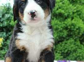 Bernese Mountain Dog puppies available
