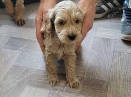 Cockapoo