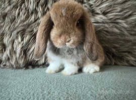 Gorgeous mini lop buck rabbit/bunny