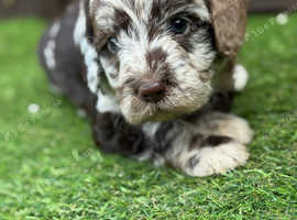 F1B Labradoodle Puppies