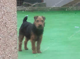 Lakeland terrier, male
