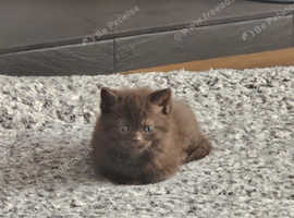 British short hair x mainecoon kittens
