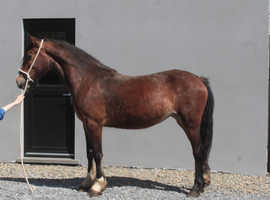 3yr old filly