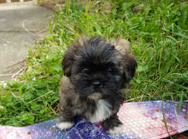 La Chon Puppies 1x Boy 1x Girl