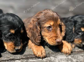 2 boys 1 girl cocker spaniel puppies