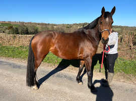 Stunning Belgium Warmblood Mare for Broodmare/Light hack