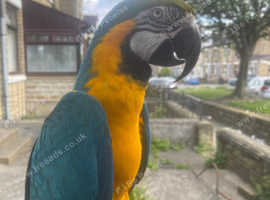 10 month old macaw