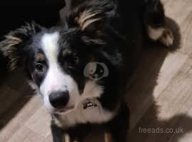 6 Month Old Male Border Collie for sale