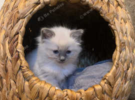 Beautiful 7 week Ragdoll Kitten