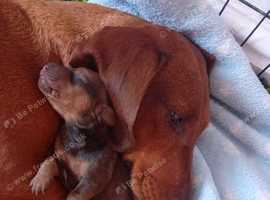 Standard dachshund puppies