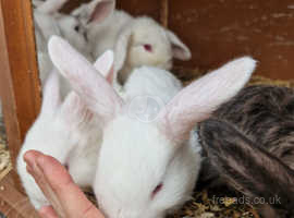 Mini lops available now