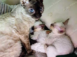 Beautiful Devon Rex Kittens Ready Now