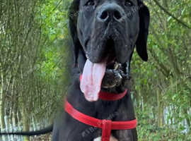 GREAT DANE GIRL. ( KC REG )