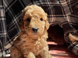 Beautiful toy poodle puppies