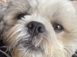 Stud Available Banbridge Area