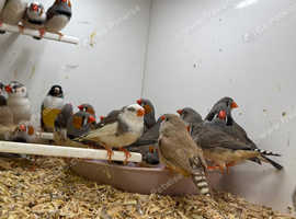 Zebra finches available for sale