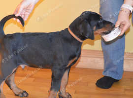 Quality Dobe Pups