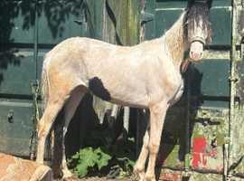 Welsh part bred colt to make 16h+