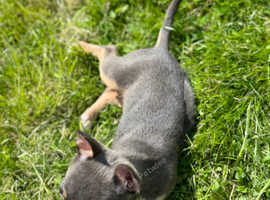Grey/Tan/white chihuahua