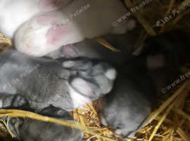 Lop bunnies