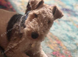 Wire Haired Fox Terrier 2 year old
