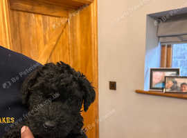 KC REGISTERED KERRY BLUE PUPPIES