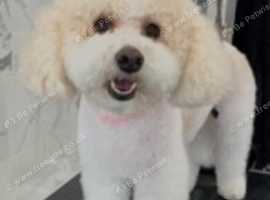 Benji's Dog Grooming Ltd