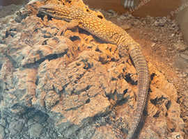 Spiny Tailed Monitor for sale