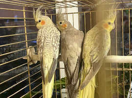 Cockateils for sale