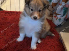 Kc registered Shetland sheepdog puppies