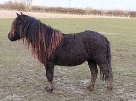 Rare curly pony