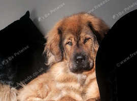 Kc reg tibetan mastiff