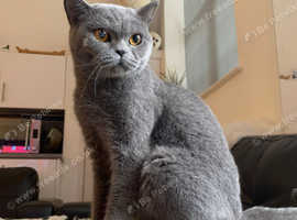 British blue sale cats for rehoming