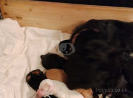 4 sprocker x cockapoo puppies for sale