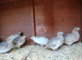 Cortex Quails For Sale Barnsley South Yorkshire S71 5bd in Barnsley on ...