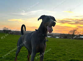 Beautiful blue Kc Doberman female